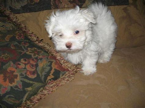 Maltipoos are a relatively new breed of hybrid dog that is a cross between a Maltese and a Toy Poodle. . Puppies for sale syracuse ny